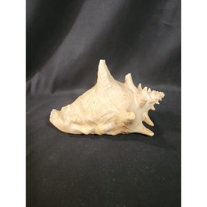 May include: A large, beige conch shell with a textured surface and a prominent spire. The shell has a natural, organic shape with intricate details and a spiral opening. The shell is a natural, decorative item.