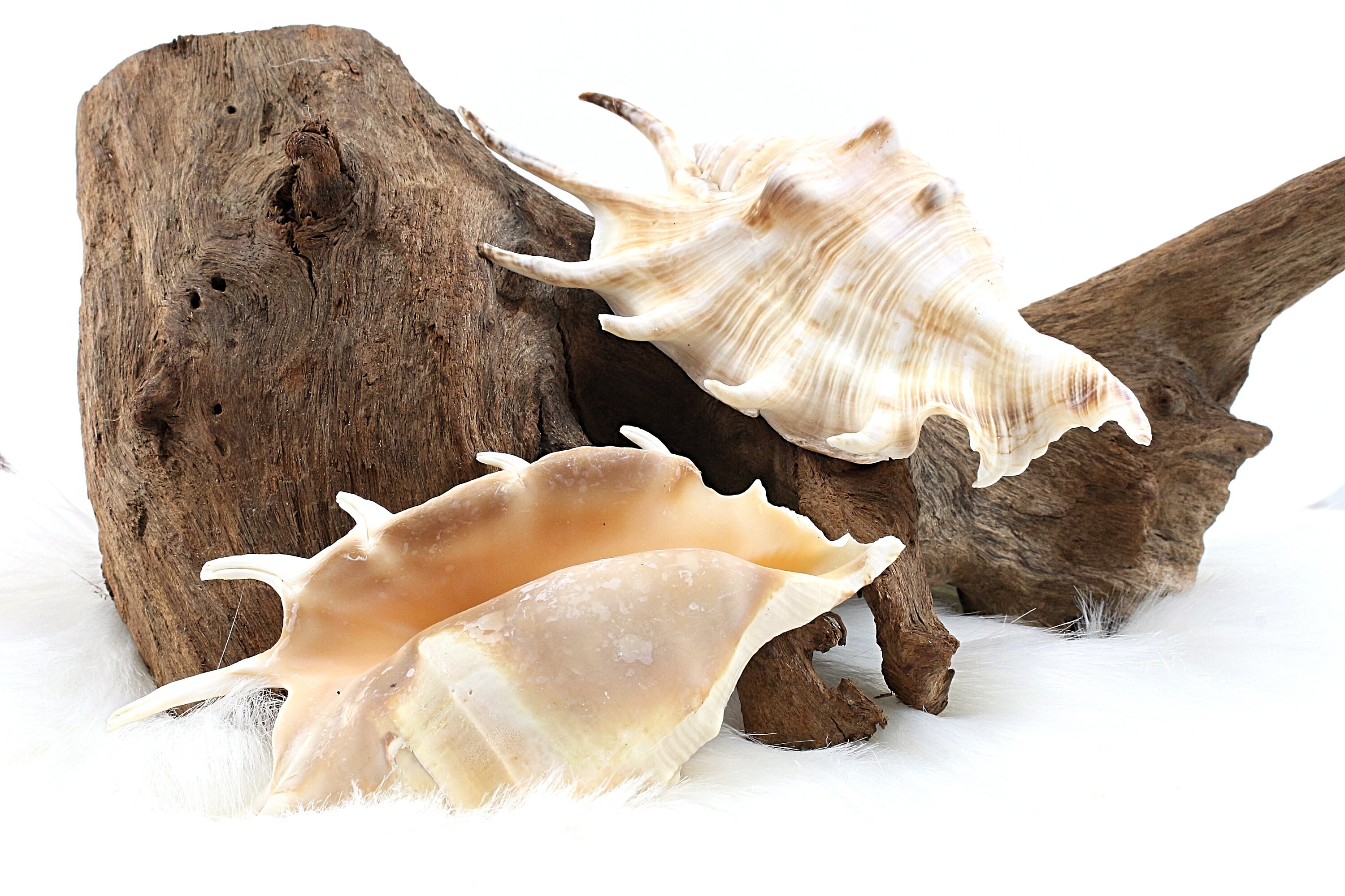 Coquillage Lambis Naturel, à L'unité, +/ - 14cm