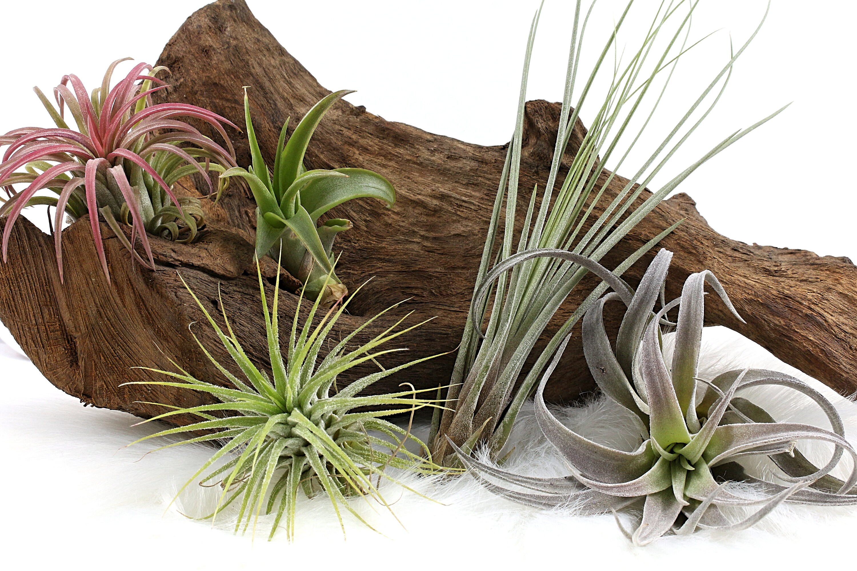 Tillandsias, Lot de 5 Variétés Différentes, +/ - 7 à 16cm