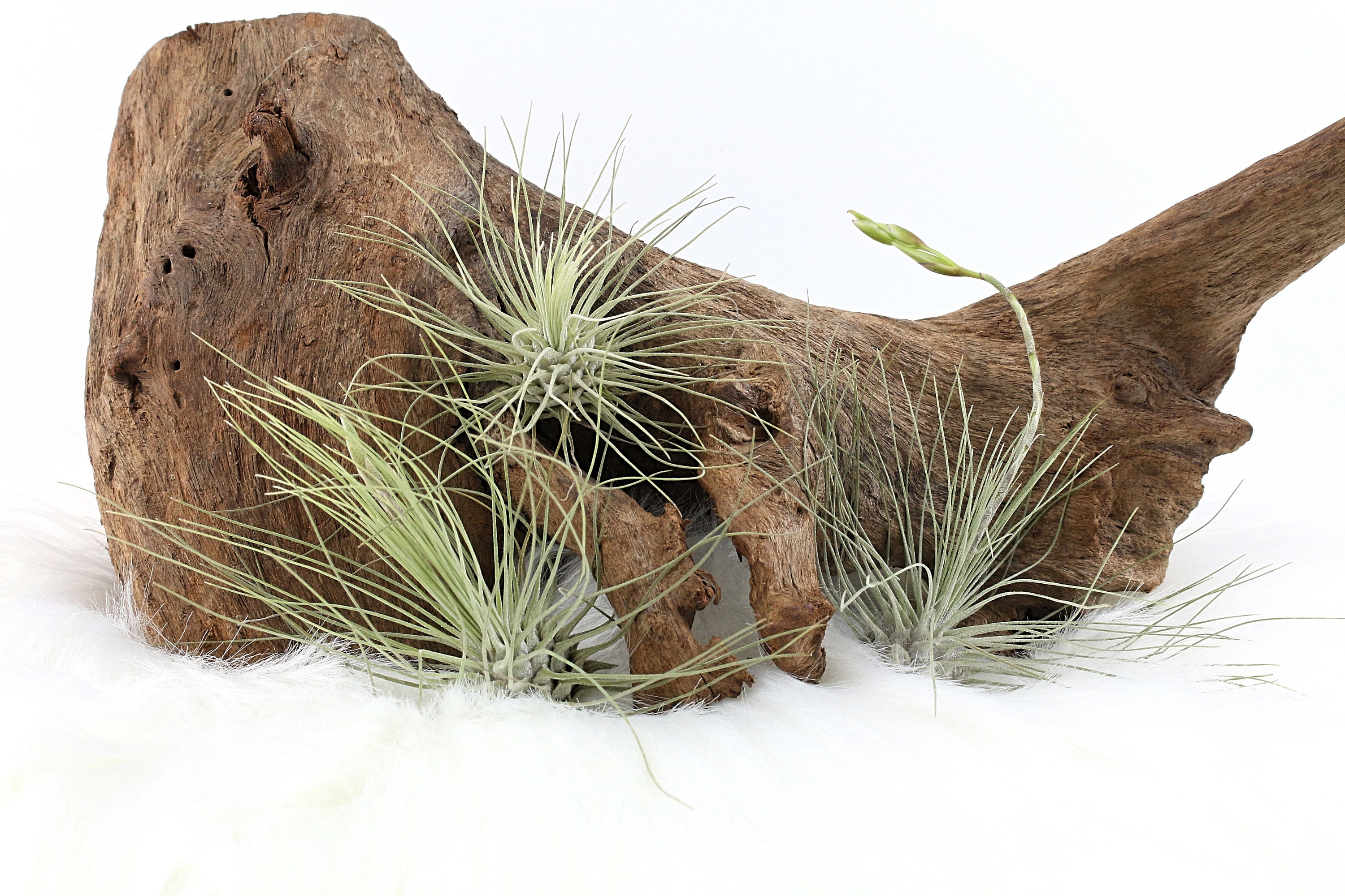 Tillandsia Andreana, Plante Naturelle Épiphyte, à L'unité