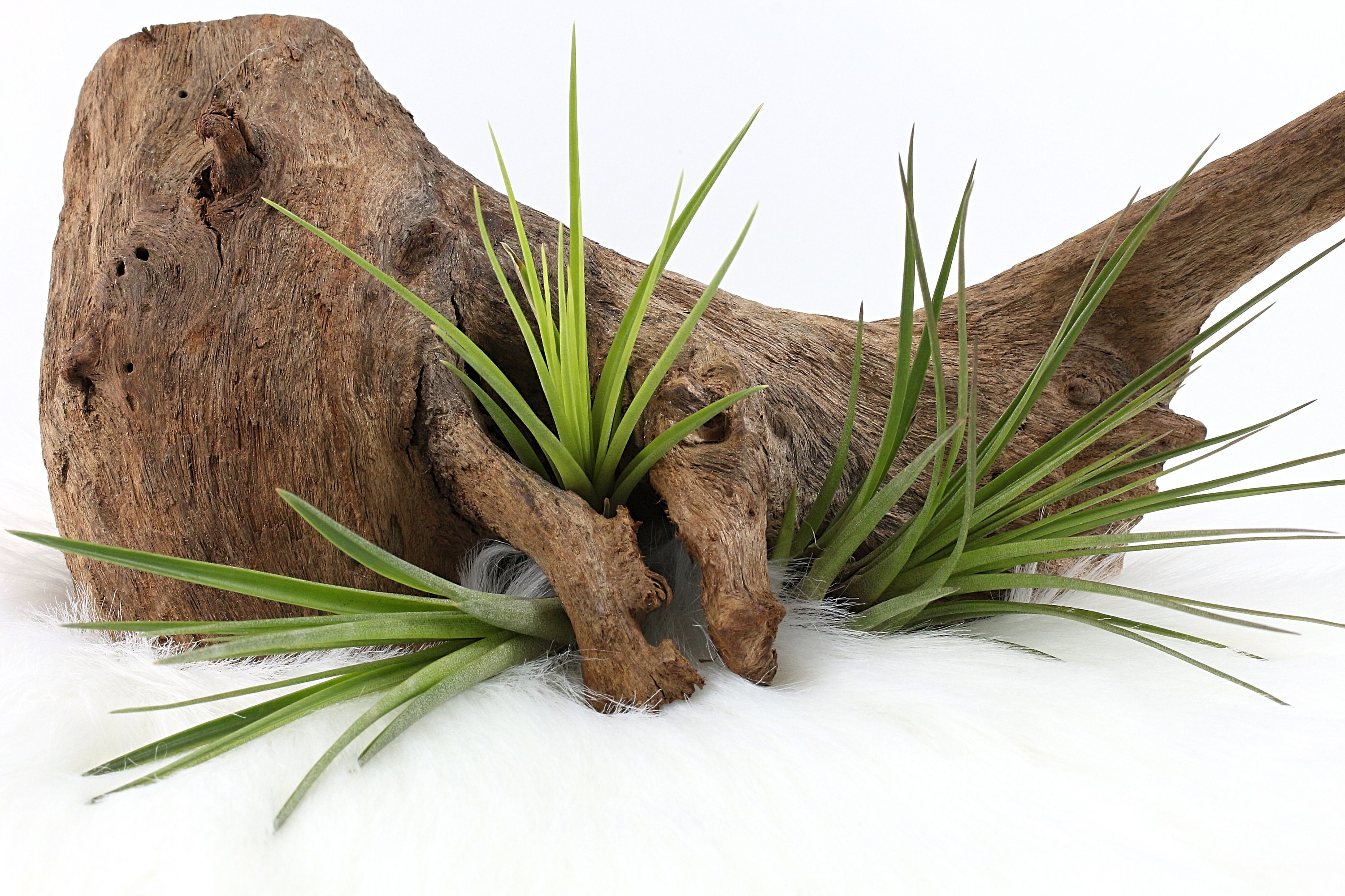 Tillandsia Melanocrater, Plante Naturelle Épiphyte, à L'unité