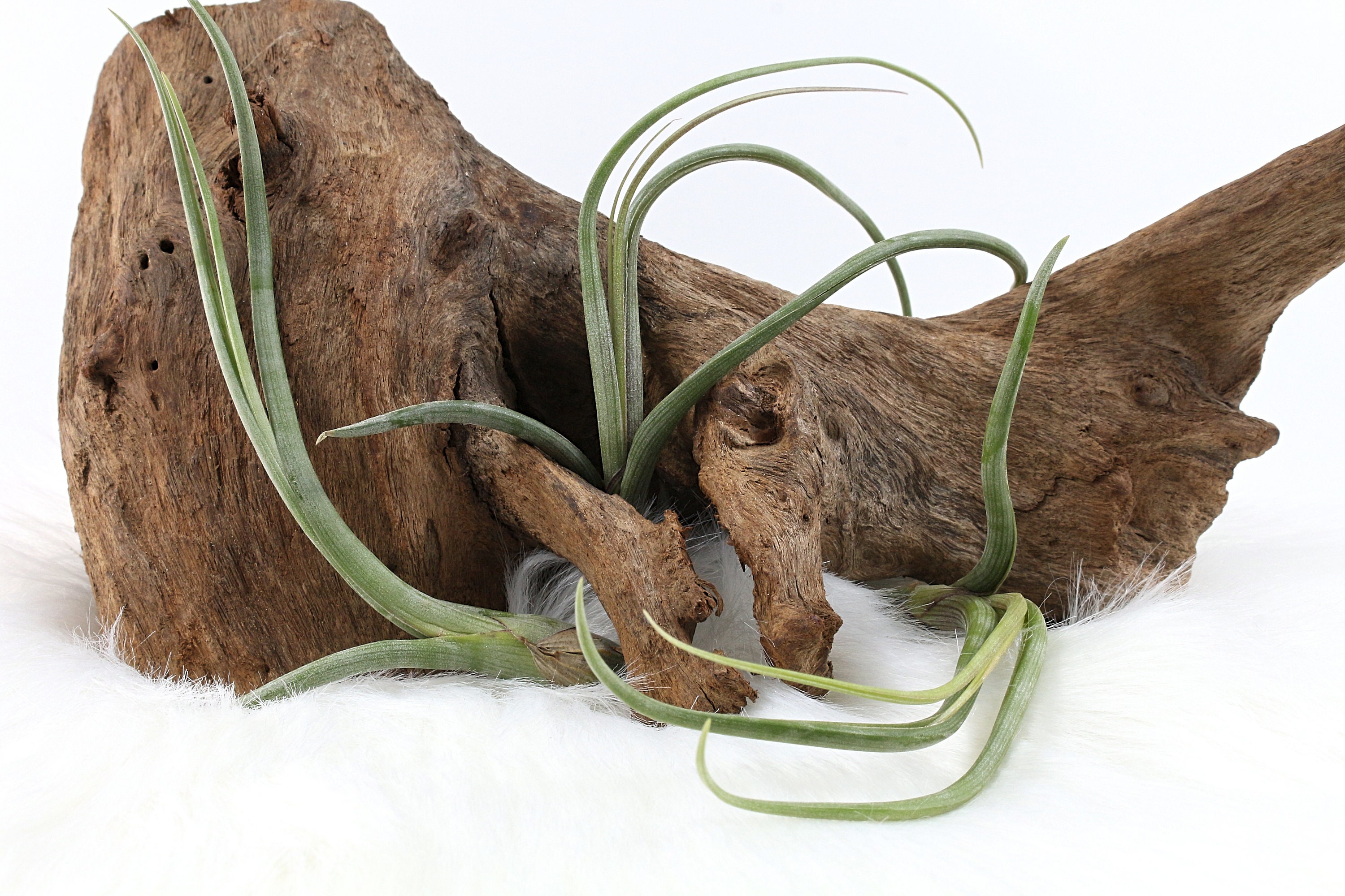 Tillandsia Baileyi, Plante Naturelle Épiphyte, à L'unité