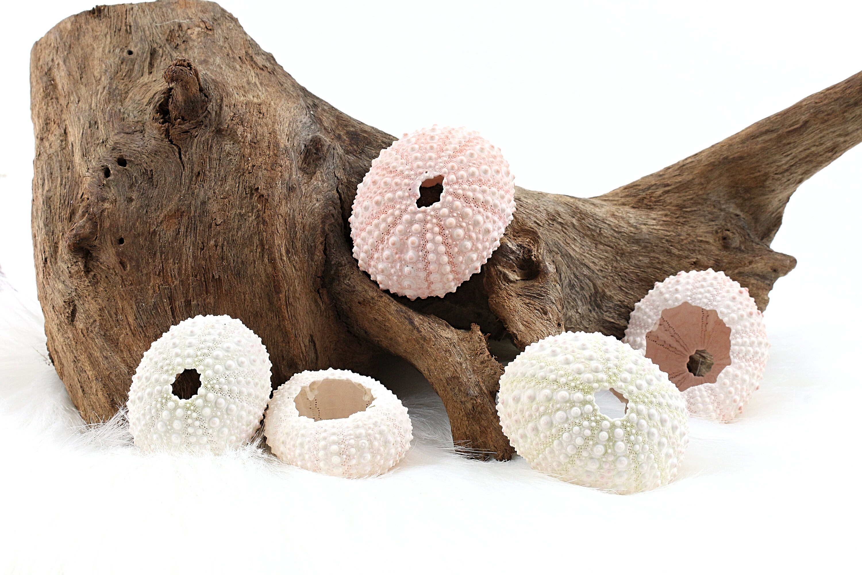 Oursin, Naturel, Rose ou Blanc, à L'unité en Lot, +/ - 3.5 4cm