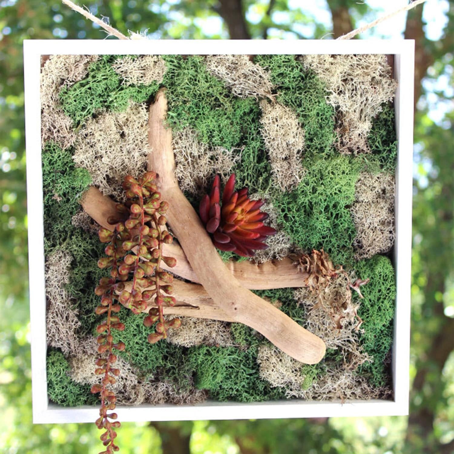 Cadre Végétal Unique Sans Entretien 30 X cm