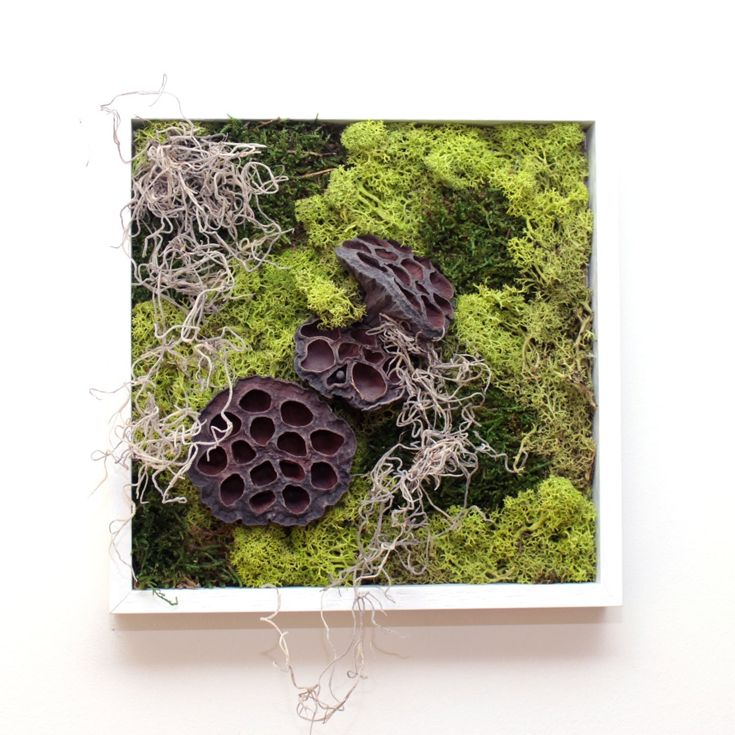 Cadre Végétal Stabilisé Unique & Naturel 25 X cm