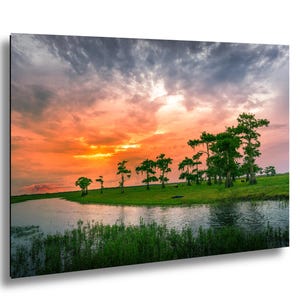 Florida Colorful Sunset, St John’s River prints, swamp airboat adventure, alligators, exotic birds, sunset, cows, paper/canvas/acrylic/met