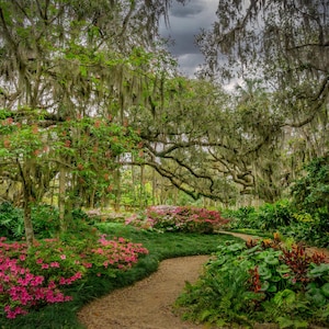 Stampa Washington Oaks State Park/Azalee rosa in fiore/Muschio spagnolo/Florida/Giardino/Maestoso/Alberi ricoperti di muschio/carta/tela/acrilico/metallo