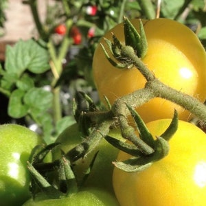 Super Snow White Tomato Seeds | Organic