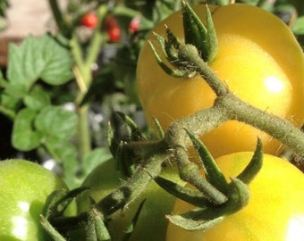 Semi Di Chia Biologici ZenGreens® Semi Di Pomodoro Ciliegino Biologico - Semi Di Verdure Timo Strisciante - Foto 9