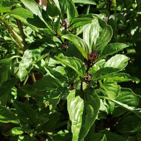 Thai Basil Seeds | Heirloom | Organic
