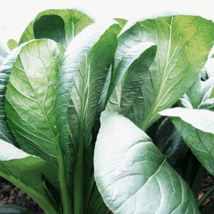 Komatsuna (Japanese Mustard) Seeds | Heirloom | Organic