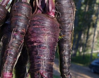 Black Nebula Carrot Seeds | Organic