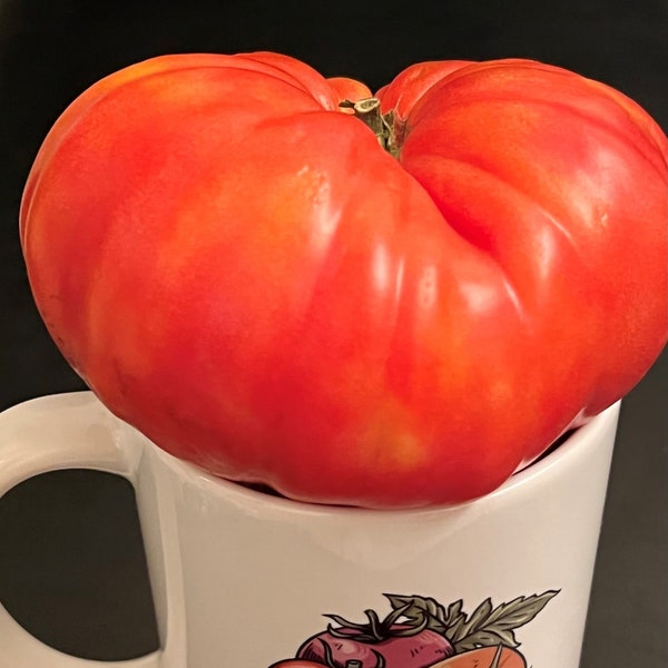 Beefsteak Tomato Etsy