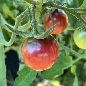 Black Cherry Tomato Seeds | Heirloom | Organic
