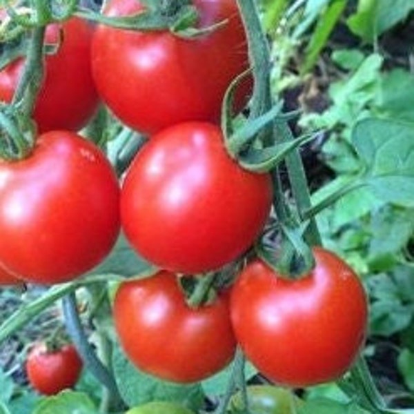 Quedlinburger Furhe Libe Tomato Seeds | Heirloom | Organic