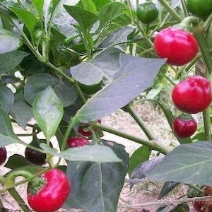 Sweet Red Cherry Pepper | Heirloom | Organic