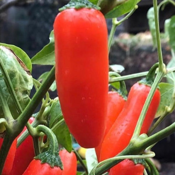 Orange Spice Jalapeno Pepper Seeds | Organic