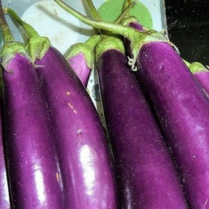 Long Purple Eggplant Seeds | Heirloom | Organic