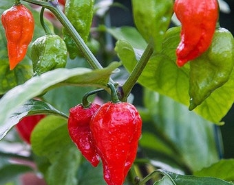Semillas de pimienta fantasma / pimienta Bhut Jolokia / Picante / Orgánica
