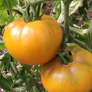 Golden Jubilee Tomato Seeds | Heirloom | Organic