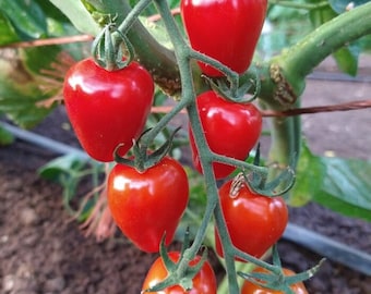 Gardener's Sweetheart Tomato Seeds | Heirloom | Organic