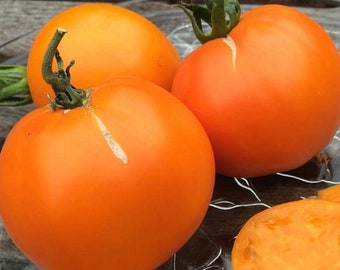 Valencia Tomato Seeds | Heirloom | Organic