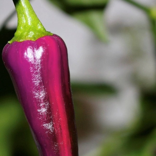 Purple Tiger Hot Pepper Seeds | Organic