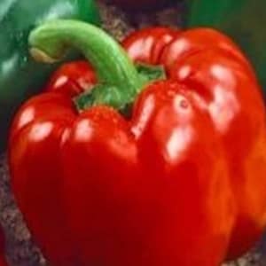 Keystone Resistant Giant Sweet Pepper Seeds | Organic