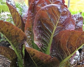 Semillas de lechuga romana Super Red / Heirloom / Orgánica