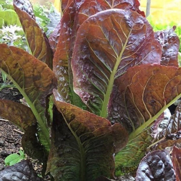 Super Red Romaine Lettuce Seeds | Heirloom | Organic