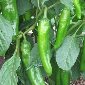 Anaheim Chile Pepper Seeds | Hot | Heirloom | Organic