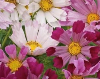 Sea Shells Cosmos Seeds
