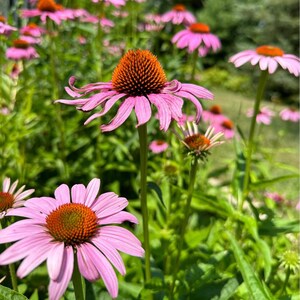 Purple Coneflower Echinacea Seeds  | Heirloom | Native