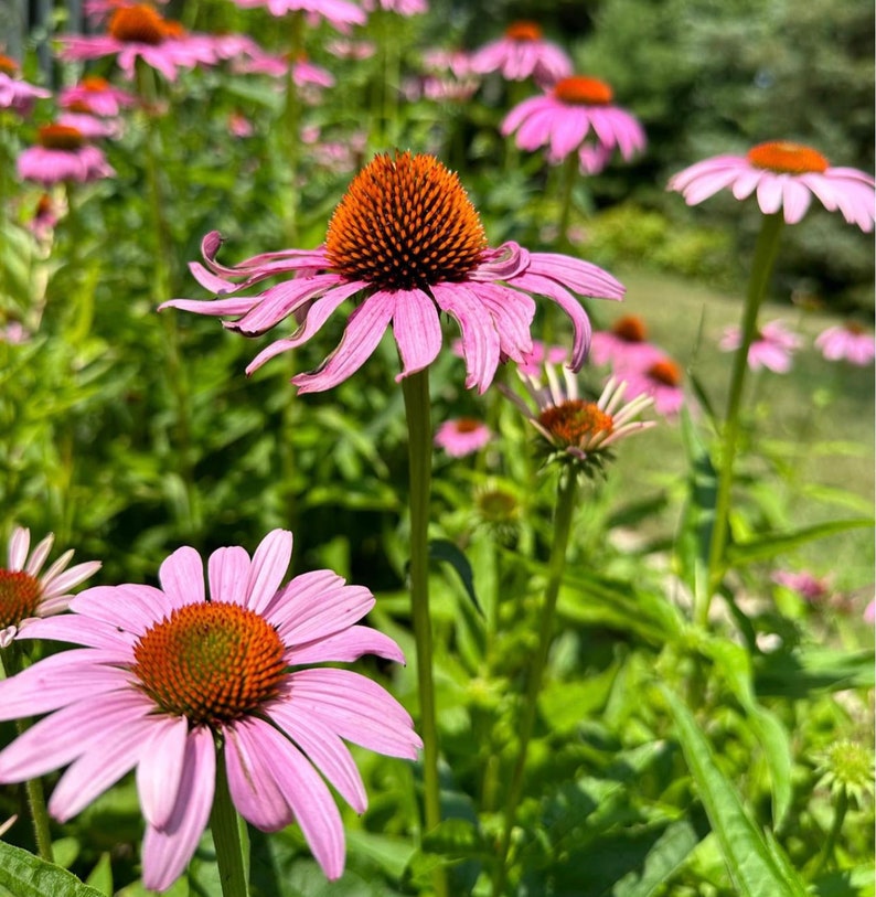 Purple Coneflower Echinacea Seeds  | Heirloom | Native
