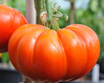 Cuostralee Tomato Seeds | Heirloom | Organic