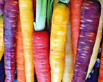 Heirloom Rainbow Carrot Mix |  Heirloom | Organic