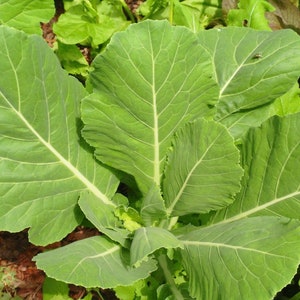 May include: Close-up of a large, green collard green plant with large, crinkled leaves.