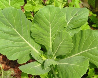 Georgia Collard Seeds | Heirloom | Organic