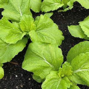 Gai Choi (Mustard) Seeds | Heirloom