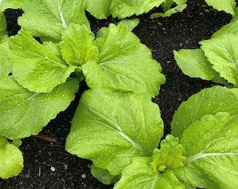 Semillas de Gai Choi (Mostaza) / Variedad tradicional