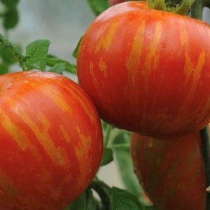 Tigerella-Tomatensamen | Erbstück | Bio