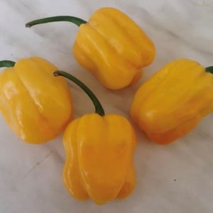 Caribbean Yellow Habanero Seeds | Hot | Organic