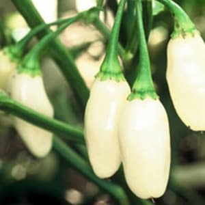 White Habanero Pepper Seeds | Heirloom | Organic