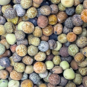 Sementes de ervilha Roveja | Heirloom