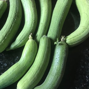 Luffa Gourd Seeds | Heirloom | Organic