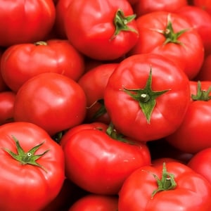 Early Girl (F1 Hybrid) Tomato Seeds