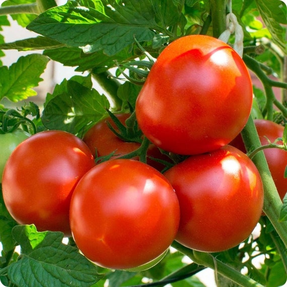 Oregon Spring Tomato Seeds | Organic