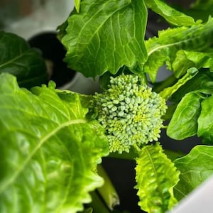 Early Fall Rapini Broccoli Seeds | Heirloom | Organic