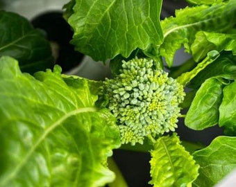 Semi di broccoli rapini di inizio autunno / Cimelio / Biologici