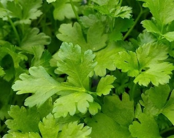 Italian Giant Parsley Seeds | Heirloom